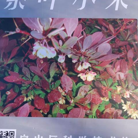 长阳公园的科普画（植物）（2021.11.14）