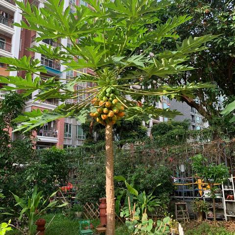 木瓜探索之旅🌱金沙湾幼儿园小三班木瓜主题活动