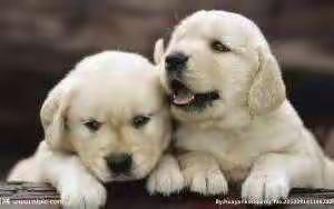 童言童语——两只小狗