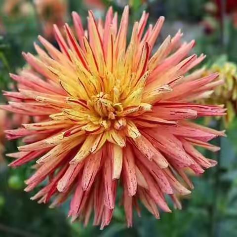 童言童语——百花园观菊