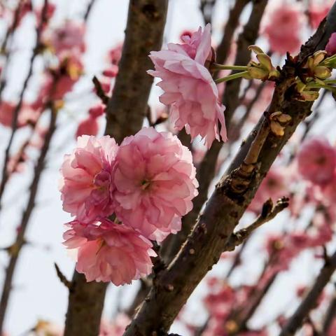 大鹏鹏城美丽乡村