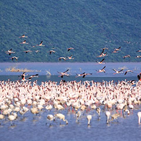 走进非洲 -- 动物大迁徙 （上）
