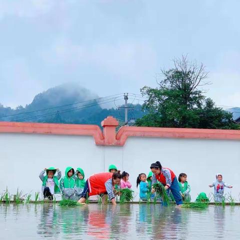 谁知盘中餐，粒粒皆辛苦！——莲花幼儿园“水稻生长记”