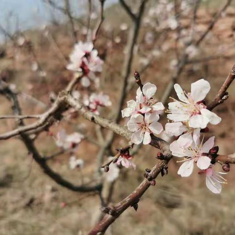 依汶小学六、七周语文线上学习总结