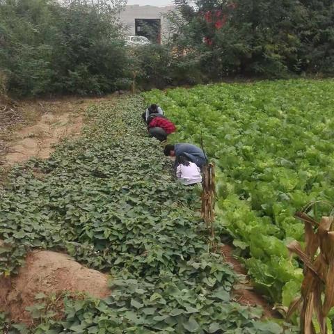 迟来的现实版偷菜(2017年冬天)