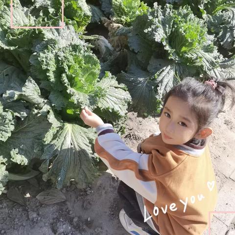 ［班级秀］走进童植角，分享一抹绿——曹妃甸区第一幼儿园中五班