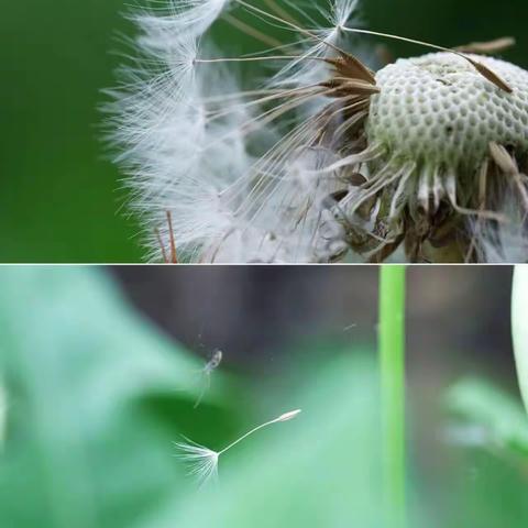 沙湾本土文学翔鹰现代诗《虚拟的春天》《一瞬间》《寄》《二月的风》