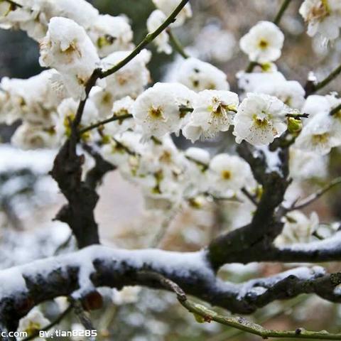 傲雪报春——白梅颂