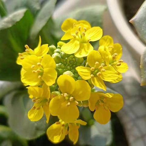 种菜得花—初一5班植物栽培展示