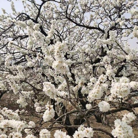 春已至，花渐开，莫负春光。