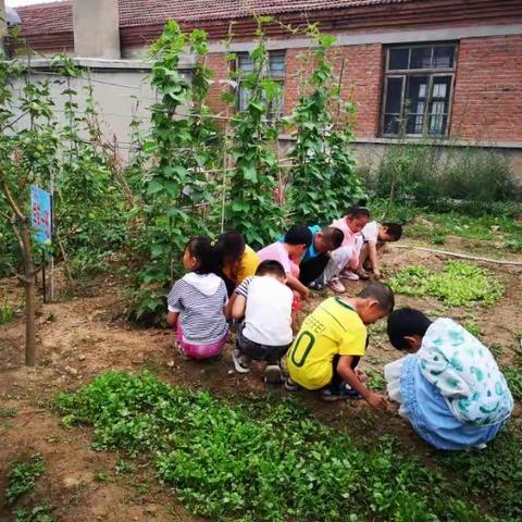 【富山教育】【信念·担当】【幼儿活动】      快乐种植 幸福收获