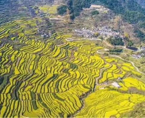 登峰覆卮山梯田油菜花一日游