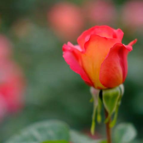 月季花开月月艳