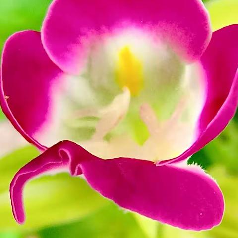 花之美夏堇（一）