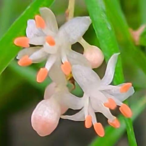 花之美天门冬