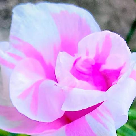 花之美大花马齿苋