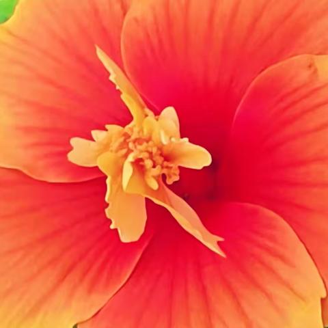 花之美扶桑