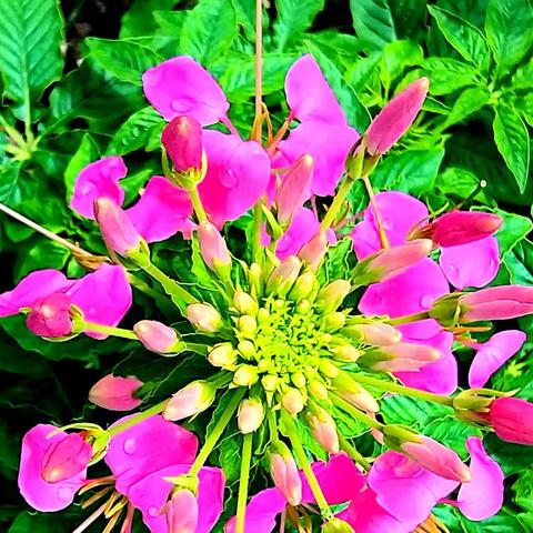 花之美醉蝶花