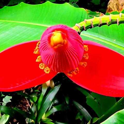花之美观音蕉