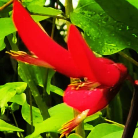 花之美刺桐