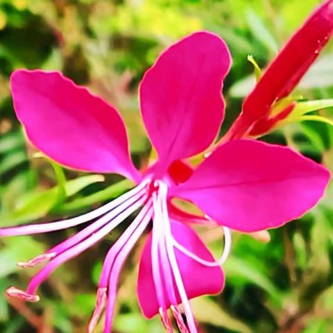 花之美山桃草