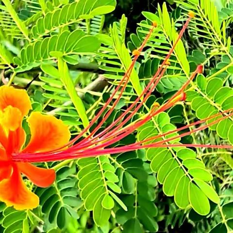 花之美洋金凤