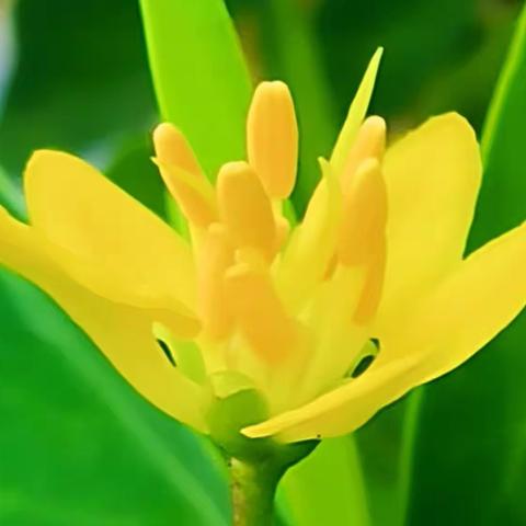 花之美金英