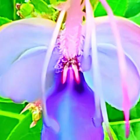 花之美蓝蝴蝶