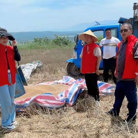 “积极响应、行动在前、争当表率”故县镇故县村党支部组织和入党积极分子参与“抢收小麦”工作