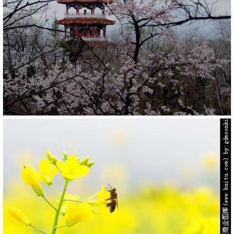 春回大地，静待花开——记二四班“停课不停学”疫期学习掠影