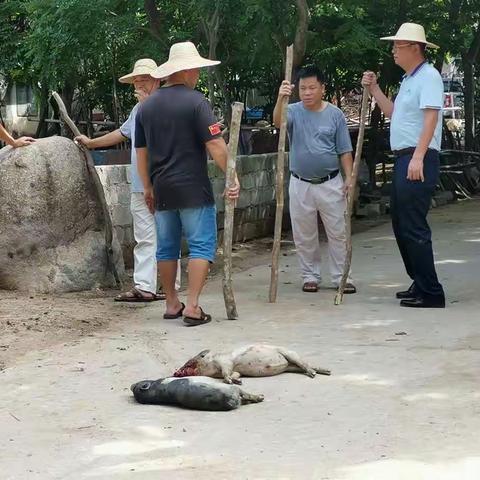 七叉镇委副书记邓永彪，七叉村支部书记林文理带领驻村干部、村两委班子防控猪瘟“打猪行动”