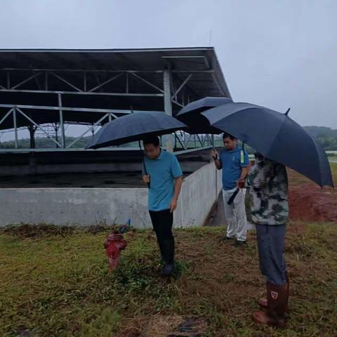 深入一线，海垦草畜集团全力防御台风“纳沙”