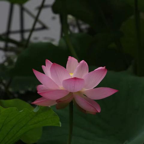 荷花与鸟