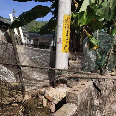 曼老街电杆杆根泥土浇筑