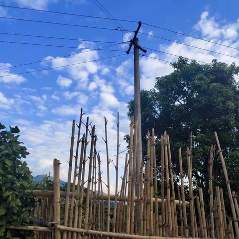 陶家树林变压器