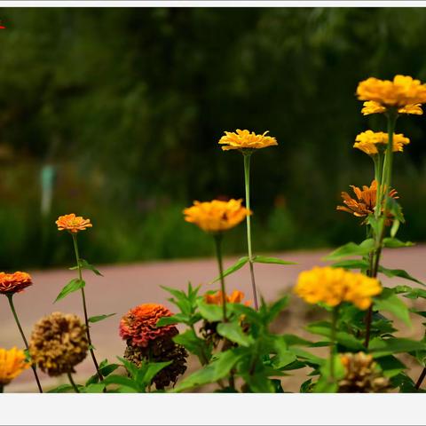 永靖黄河花堤掠影