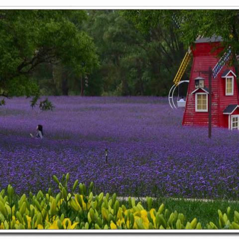 如梦如幻——马鞭草