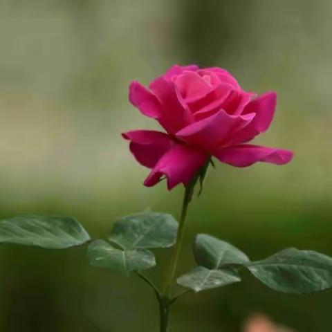 花中皇后——月季花