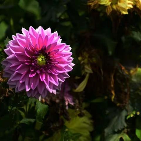 多姿多彩大丽花