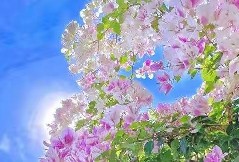 群策助力促提升，集体打磨展光彩---记龙家圈街道小学语文活动