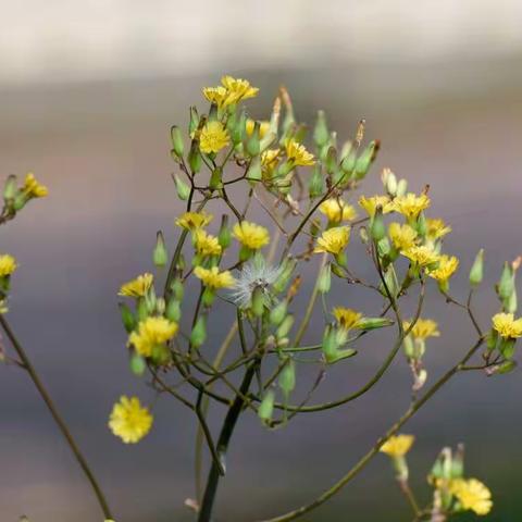 校园里的中草药