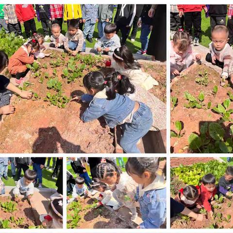 🌱播种希望，收获快乐🌱——新星幼儿园（宝善校区）小四班