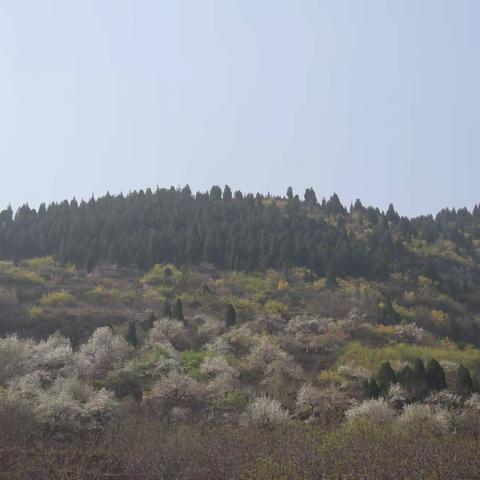 十步一景    花开燕棚