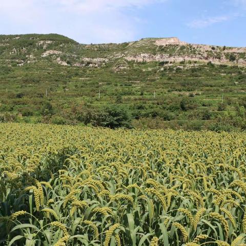 美丽燕棚  丰收在望