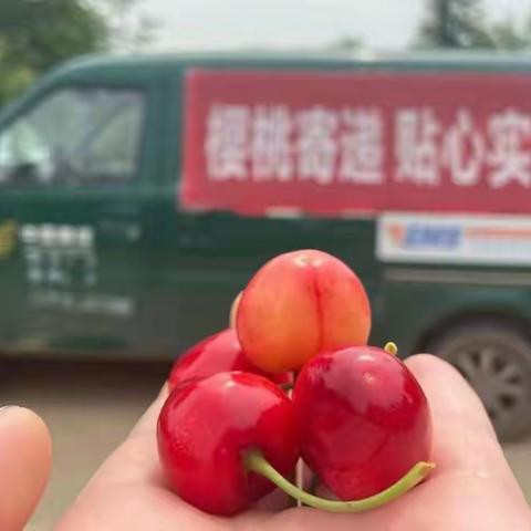 运营中心2021樱桃寄递揽收战报（第十五期）