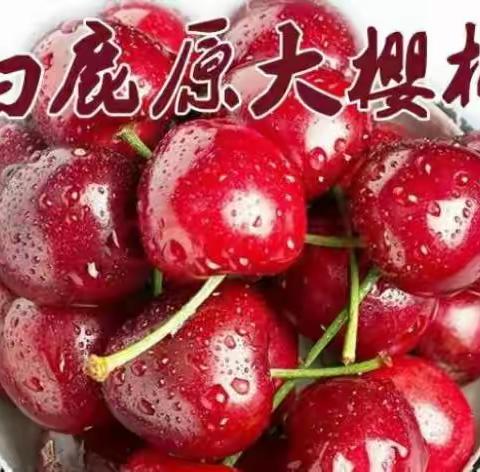 白鹿塬战区2022樱桃寄递揽收战报（第四期）
