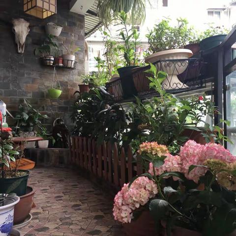 日渐完善的阳台花园