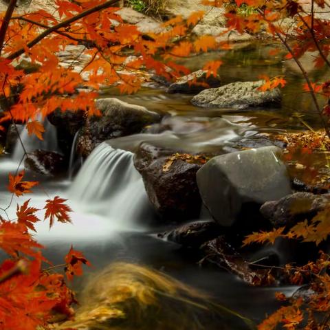 和枫相约与诗同行