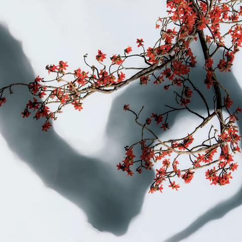 寒风腊月巳漂过 木棉花开英雄归