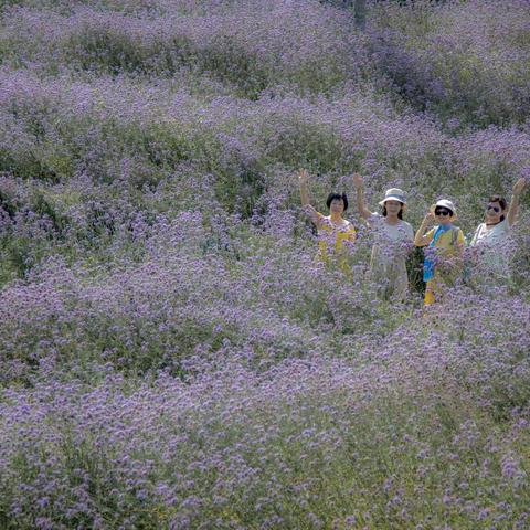 紫色曼妙  如梦绮丽